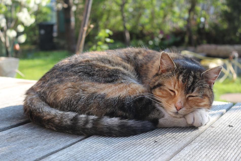 Cat sleep wood