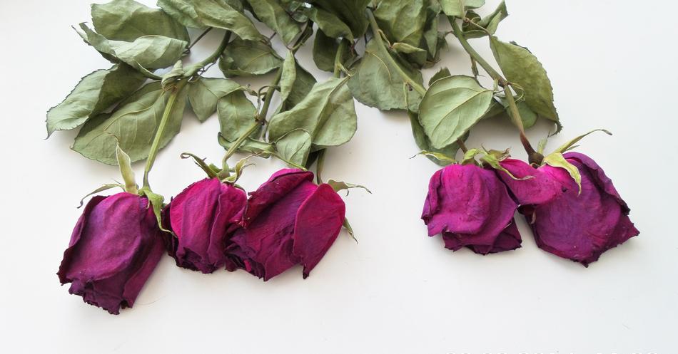 dried roses on the table