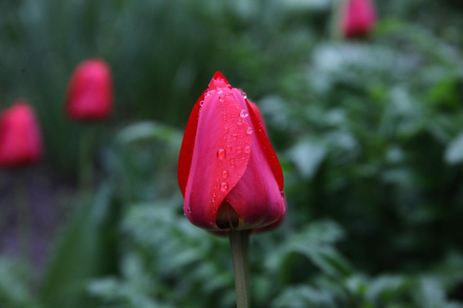 closed spring bud