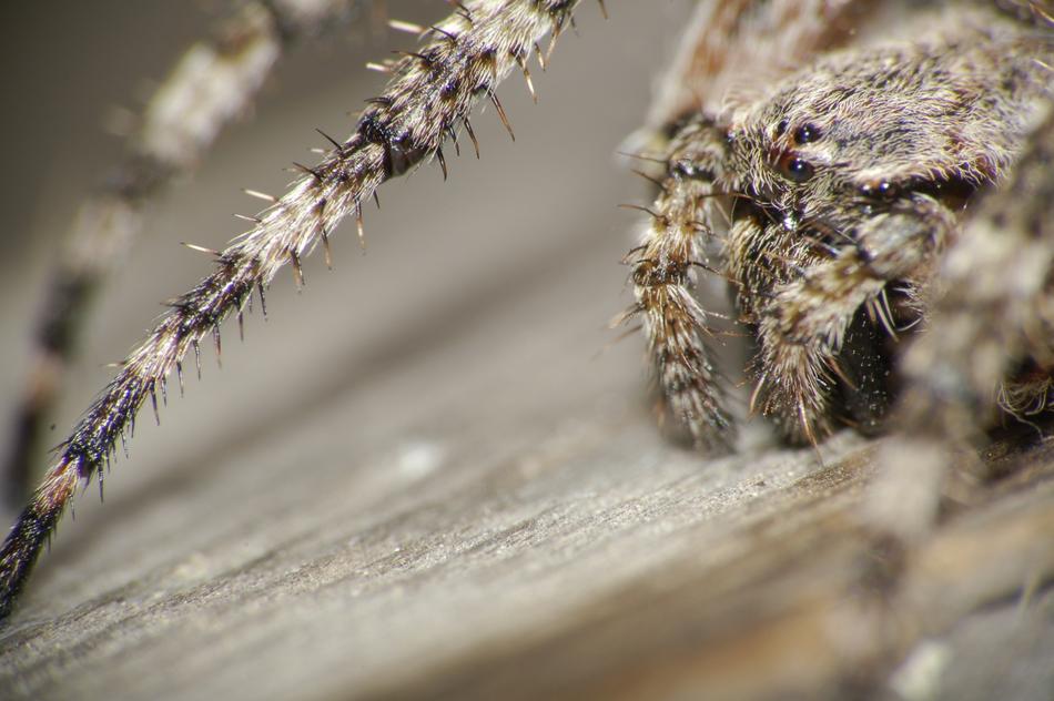 Macro photo of head of Spider, detail