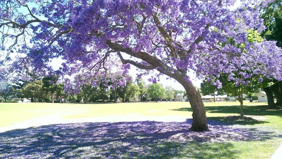 beautiful rosewood