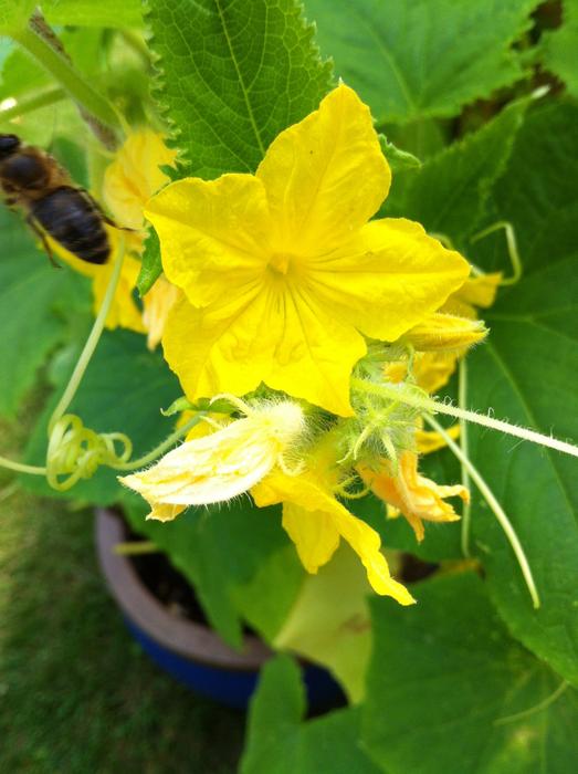 yellow blossom on cucumbers