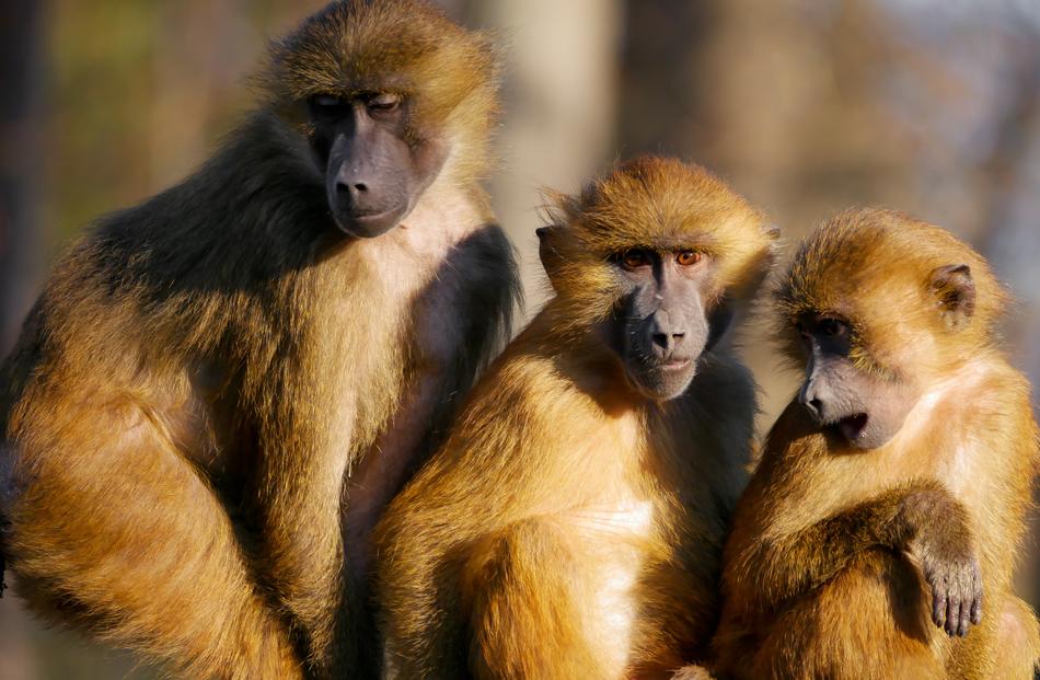 funny monkeys at the zoo