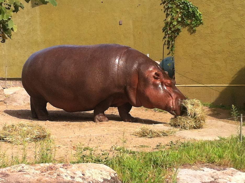 brown hippo at the zoo