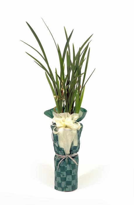 a beautiful flower in a vase