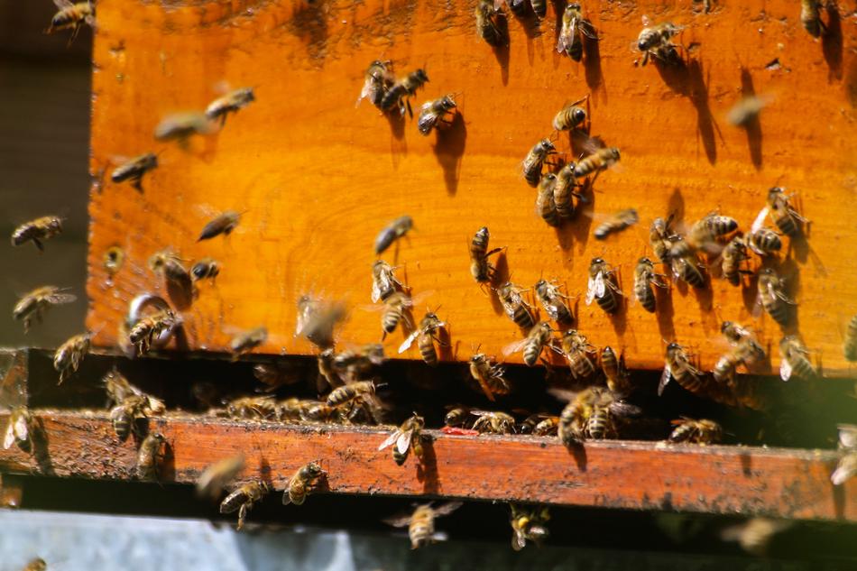 Bees Foragers HiveBees are a lot of house