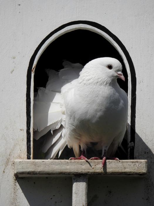 Cute and beautiful, white dove bird, on the construction, in sunlight