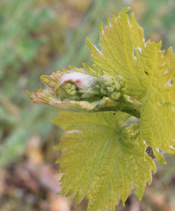 bud sprout green