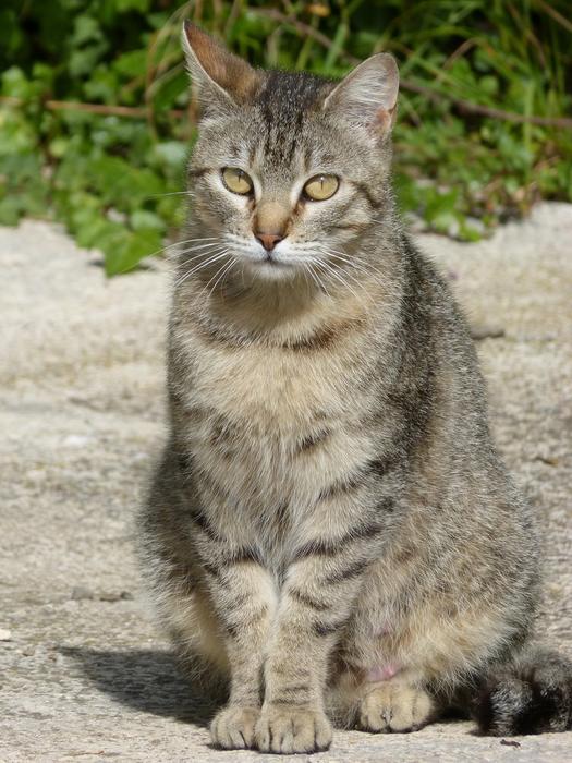 cute mackerel Cat sits at sunlight
