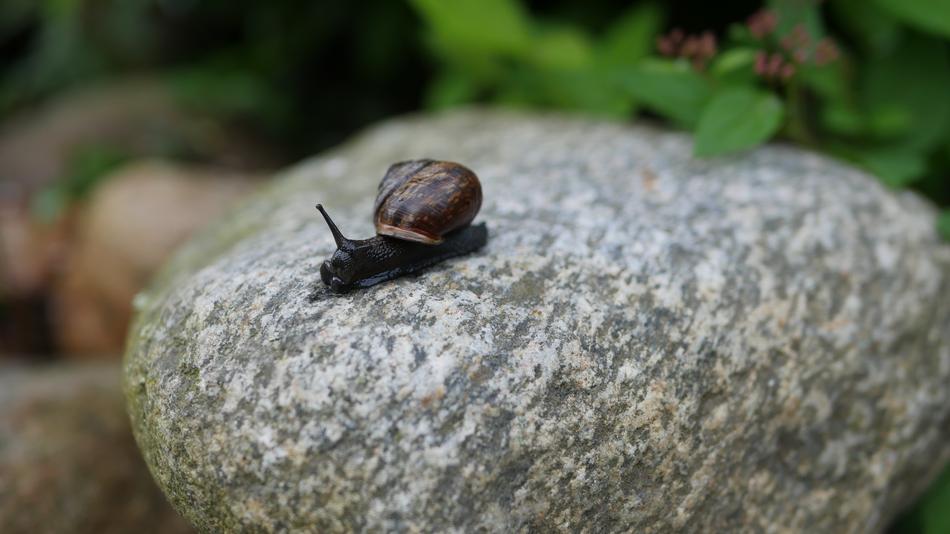 Snail on Garden stone