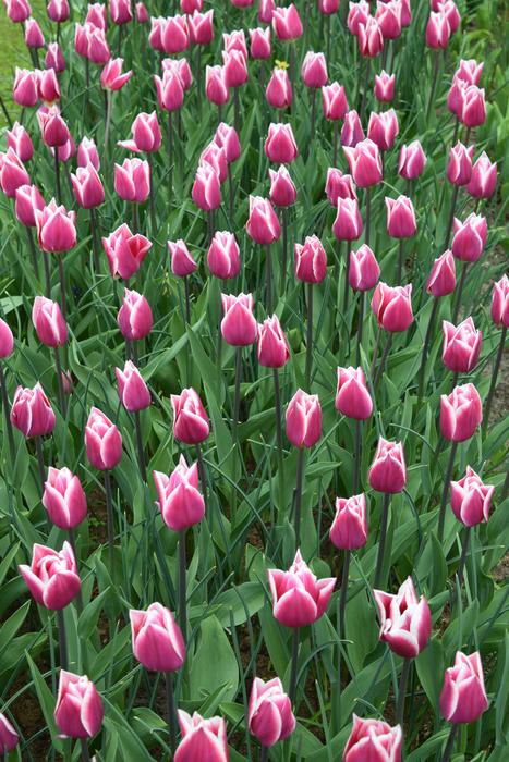 fragrance field