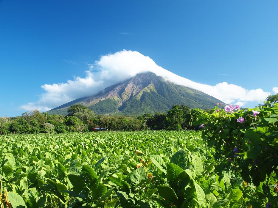 Leaves mountains clouds sky