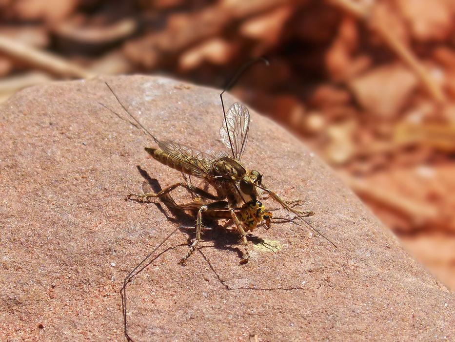 a large winged insect