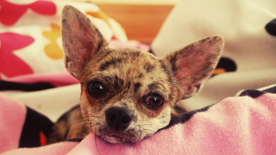 The little dog is sleeping