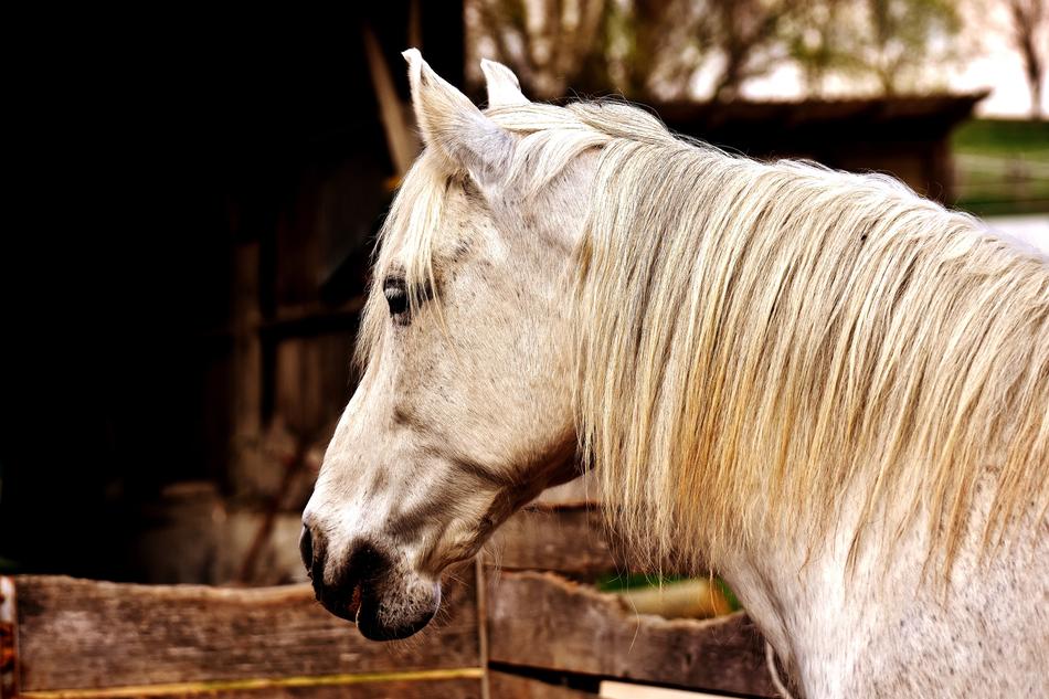a beautiful white horse