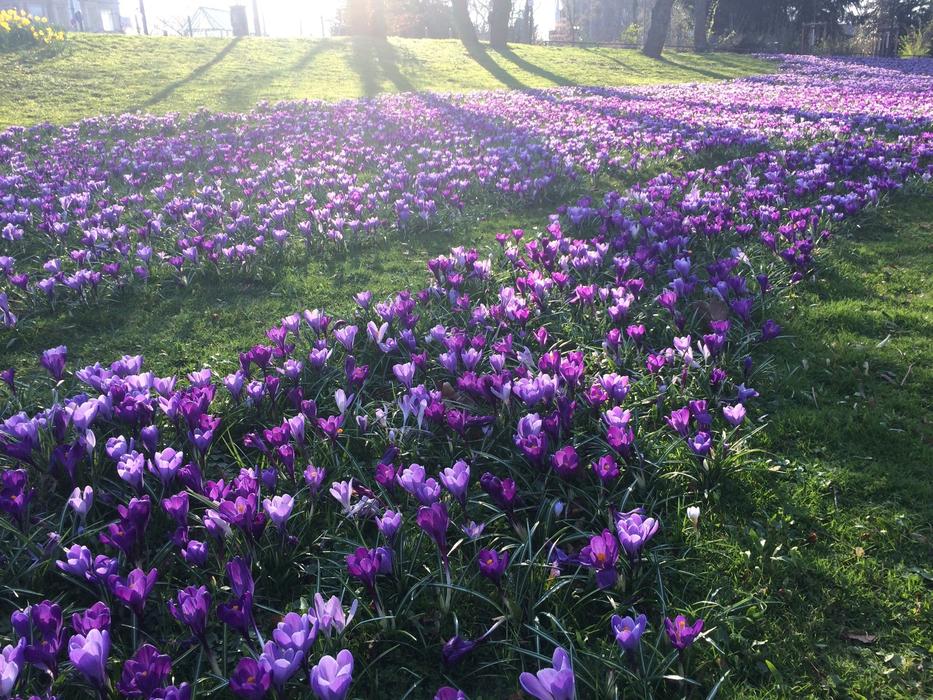 Spring Crocus Purple free image download