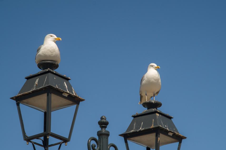 white seagulls on lampposts against the sky