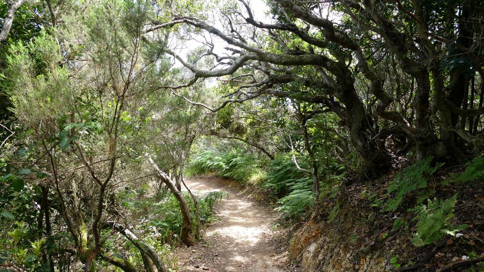 The road through the trees