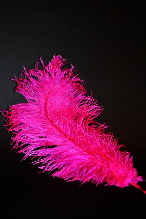 pink feather large on a black background.