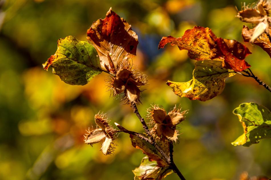 dry leaves on branches