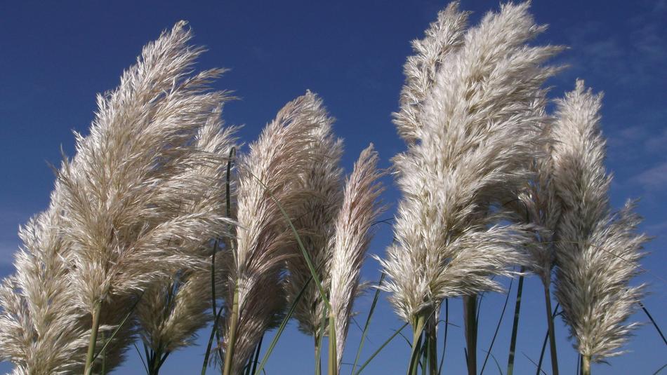fluffy sea grass
