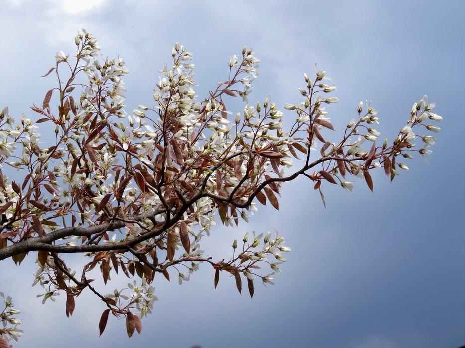 a beautiful tree with white flowers