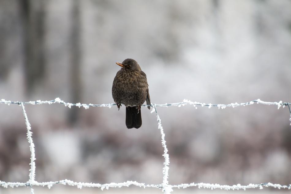 Blackbird Winter frost fence