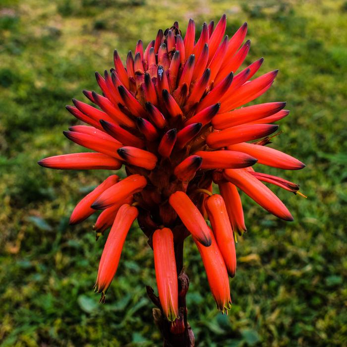 Flower Orange