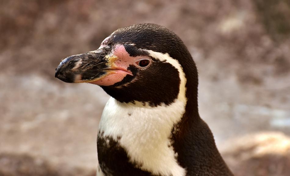 Penguin Animal head