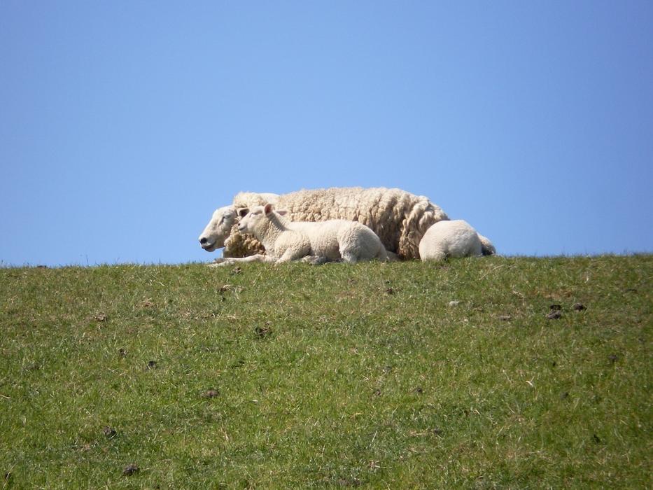 sheep white green grass