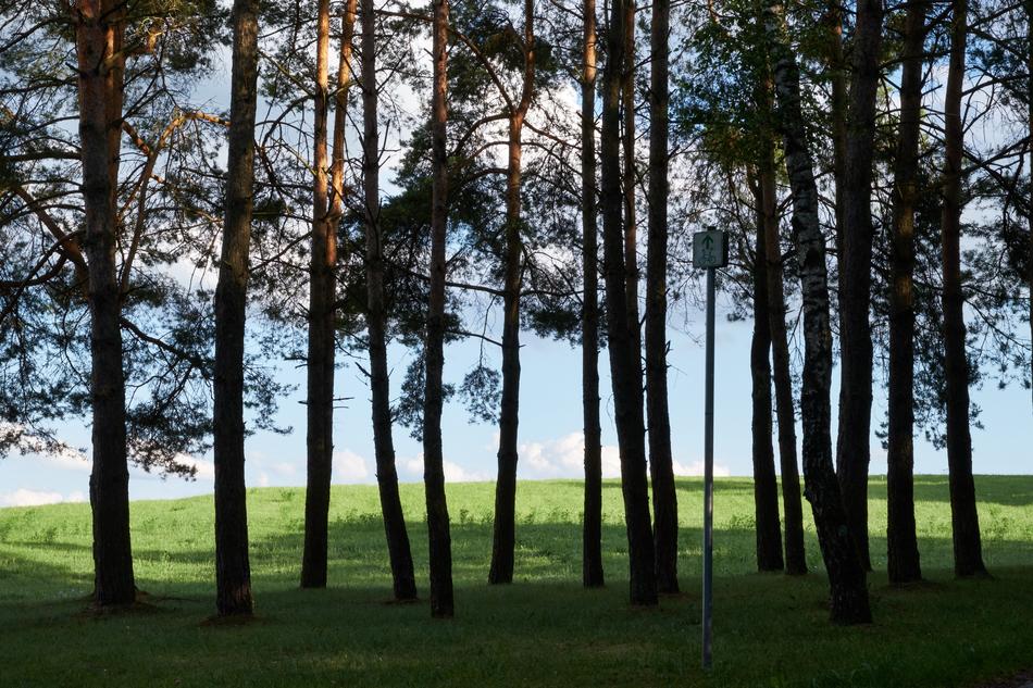 Trees Nature Landscape