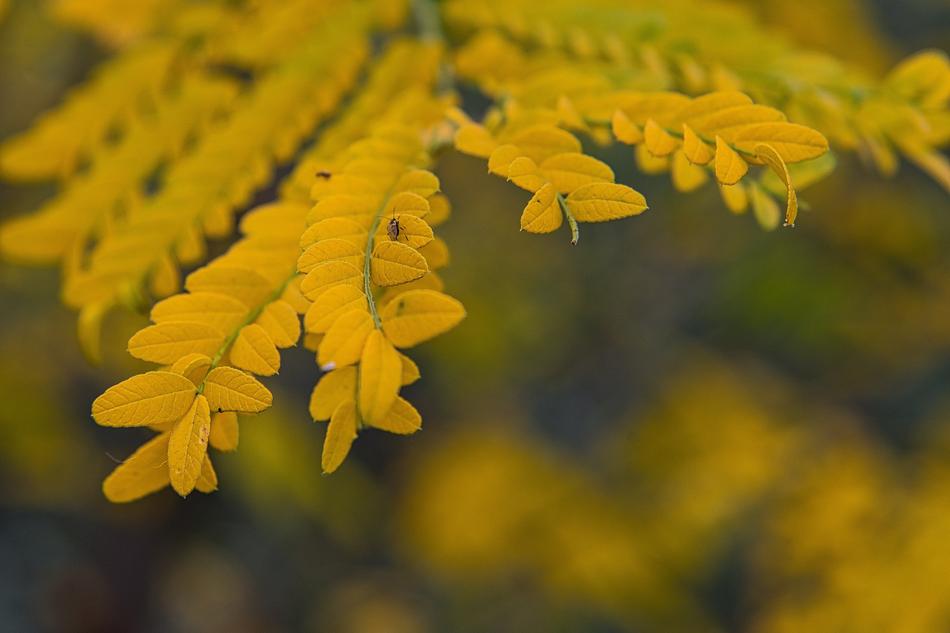 yellow flowers on a tree branch