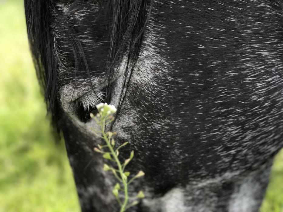 a black donkey in the green grass