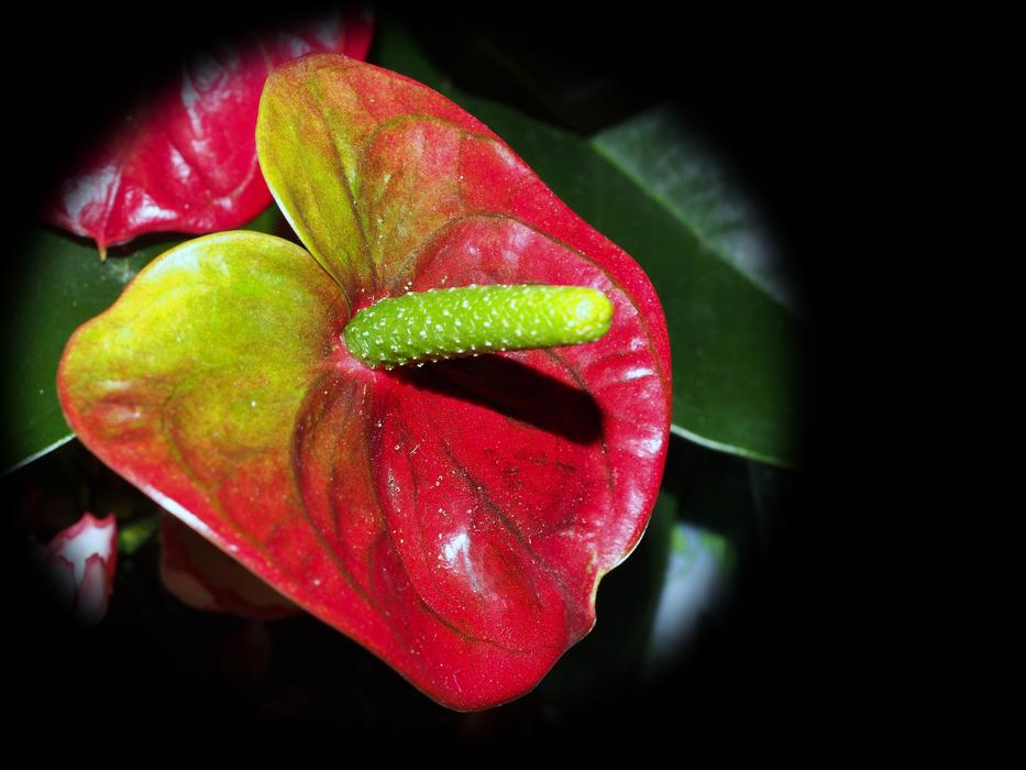 the flower red macro is beautiful