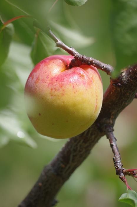 delicious apple branch orchard