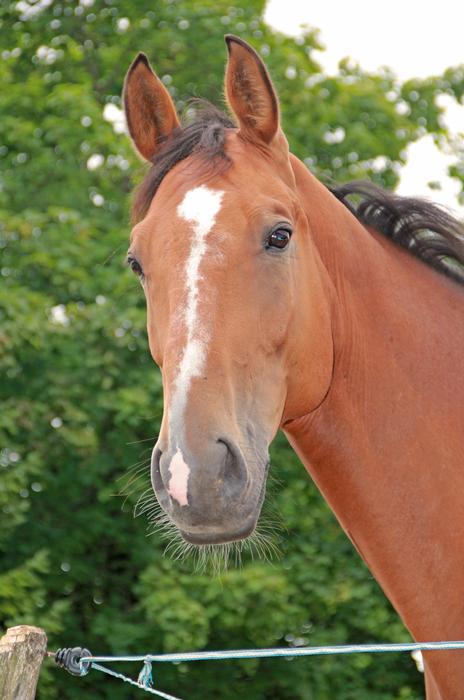 horse watching brown farm