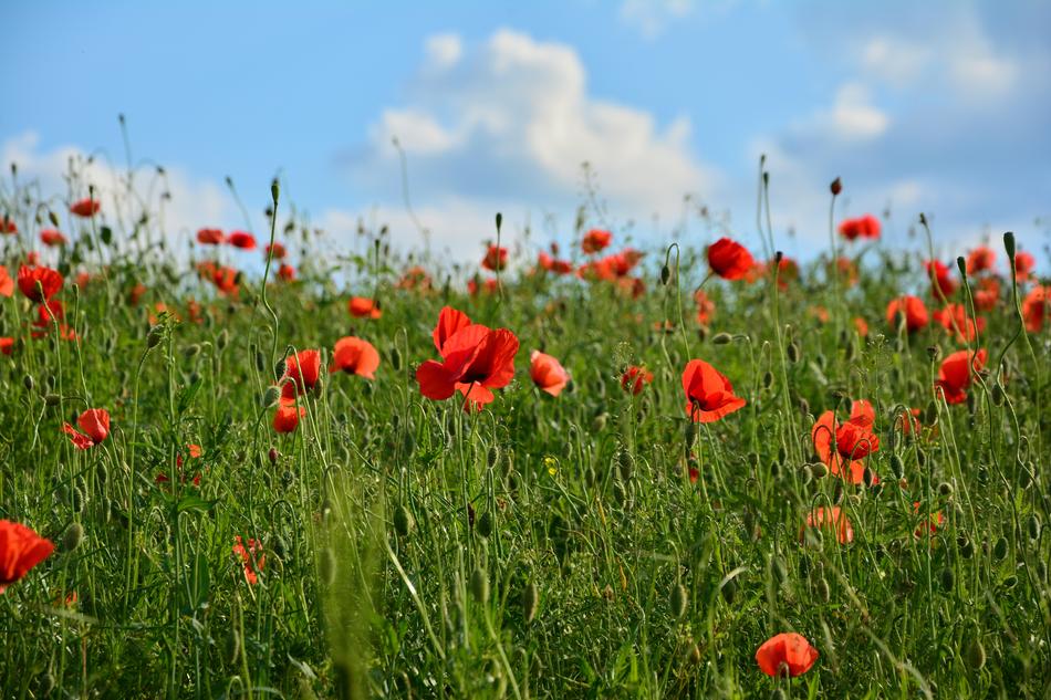 red flowers in green grass