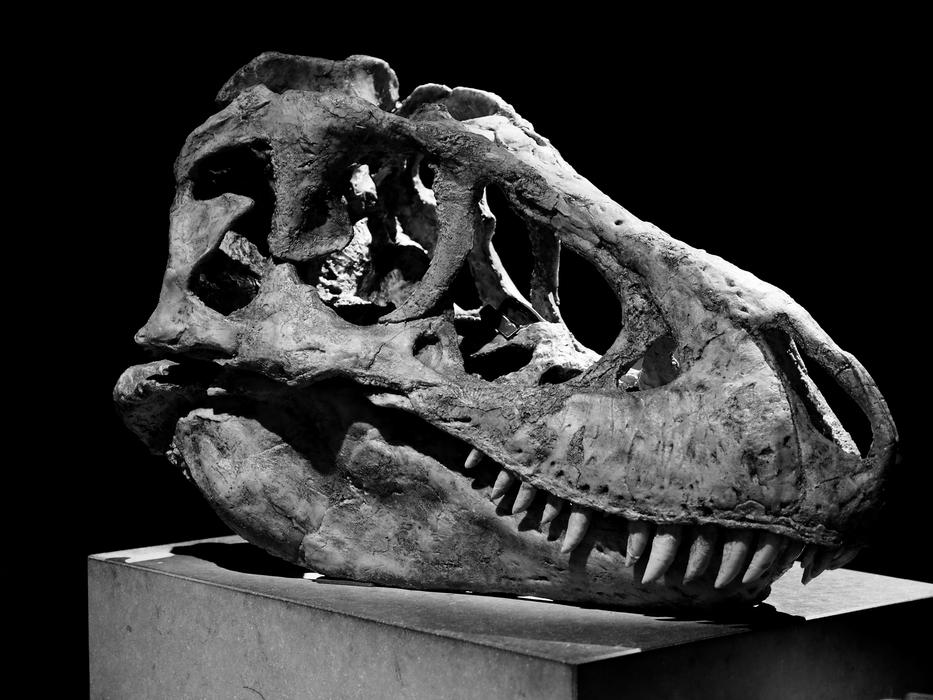 animal skull in a museum