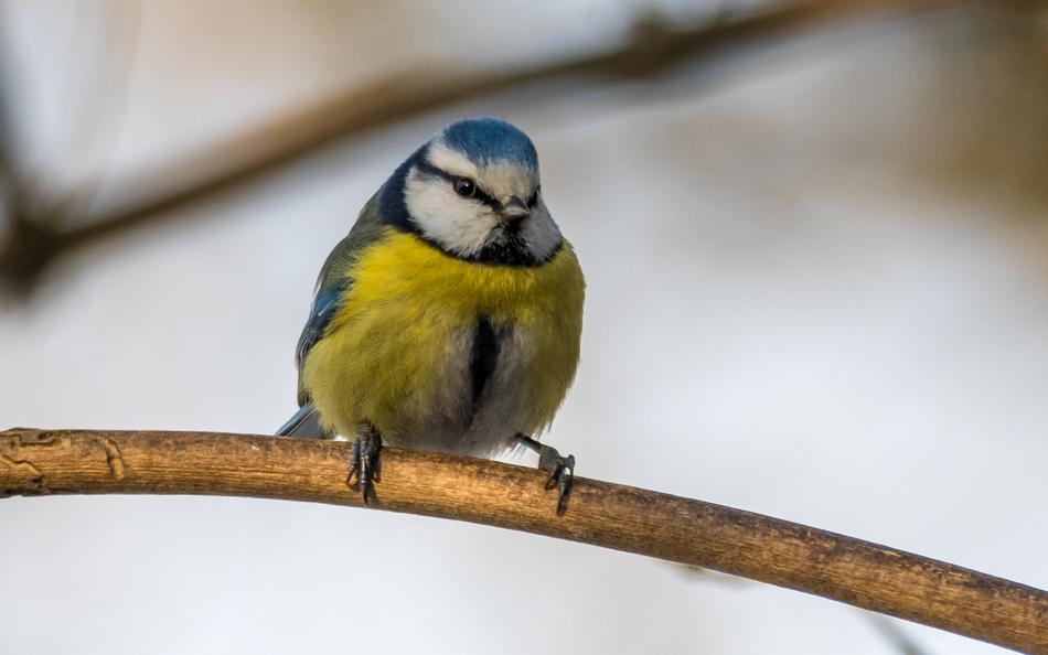 a colored bird on a branch in the snow