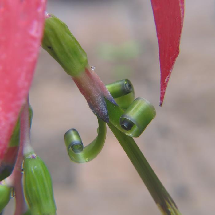 green macro cactus pink