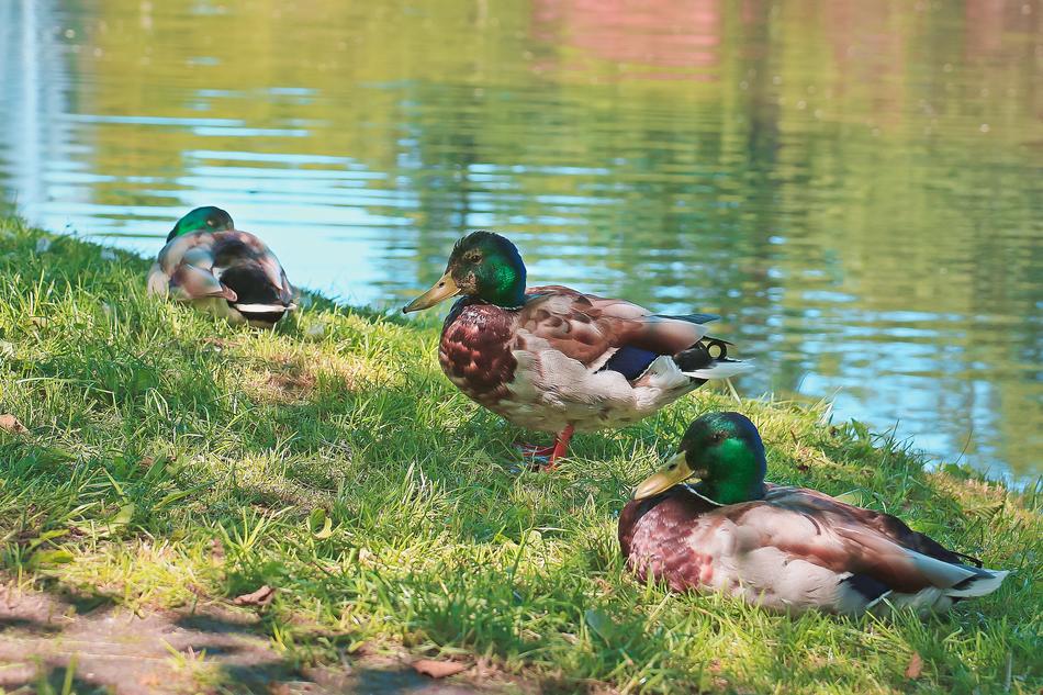 ducks resting by the water
