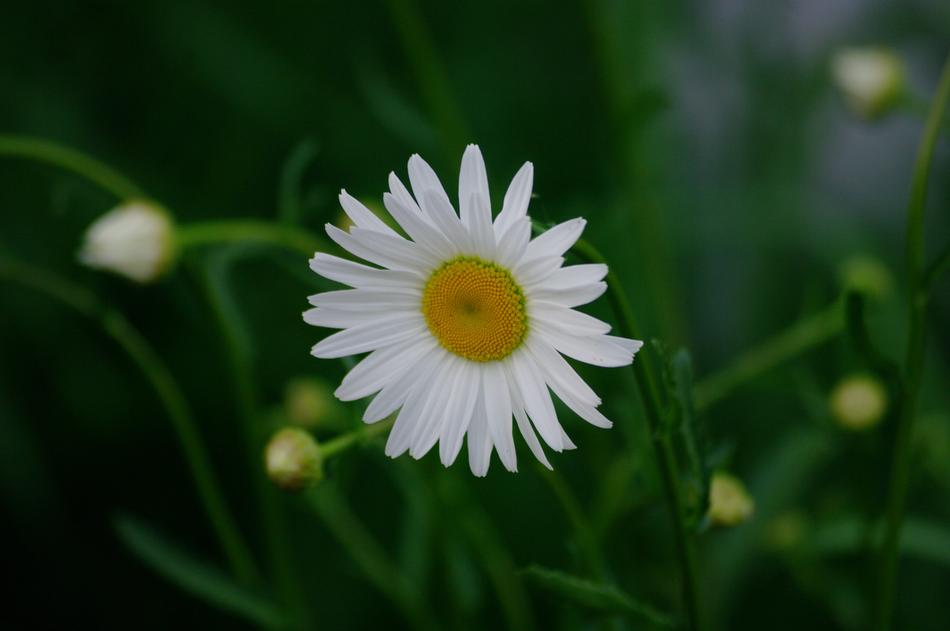 white daisy on green grass