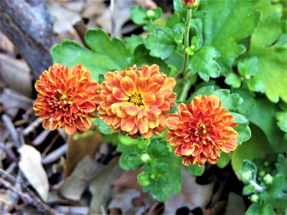 orange flowers with foliage is beautiful