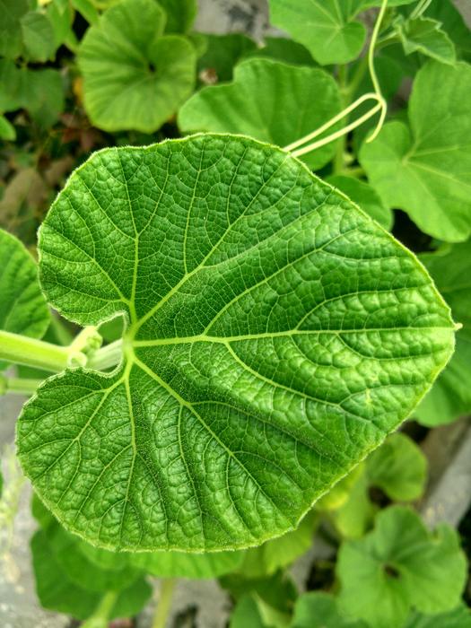 leafy green big garden