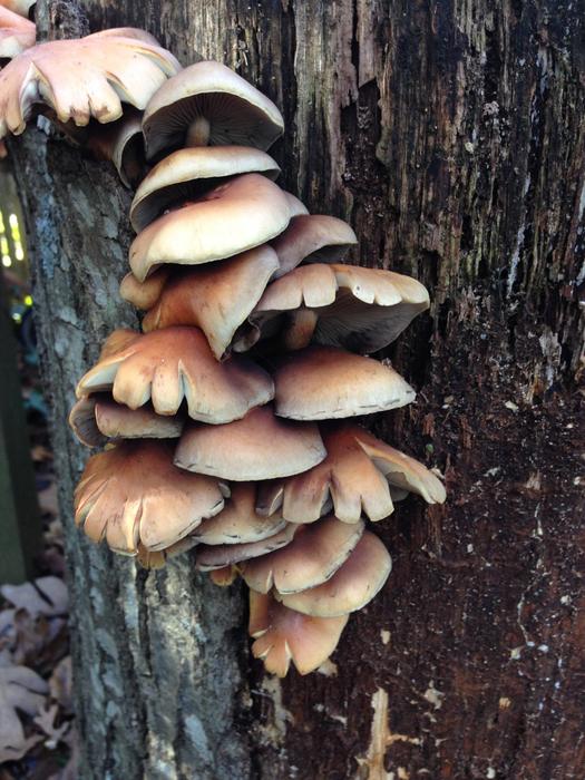 woodland mushrooms