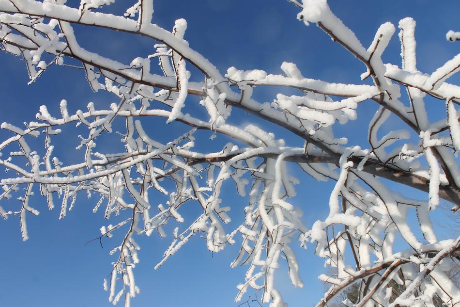 snowy branches on a tree