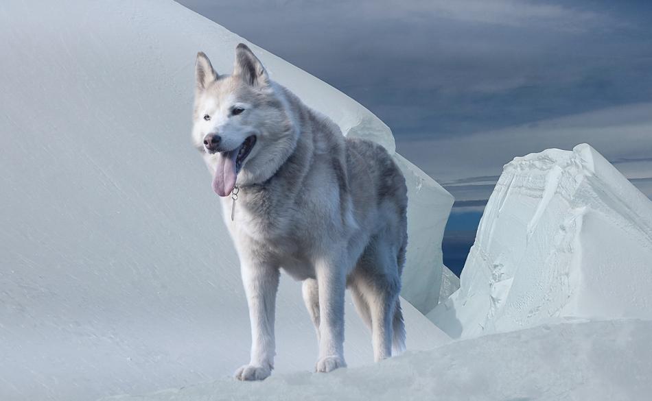 thoroughbred husky stands on the background of a glacier