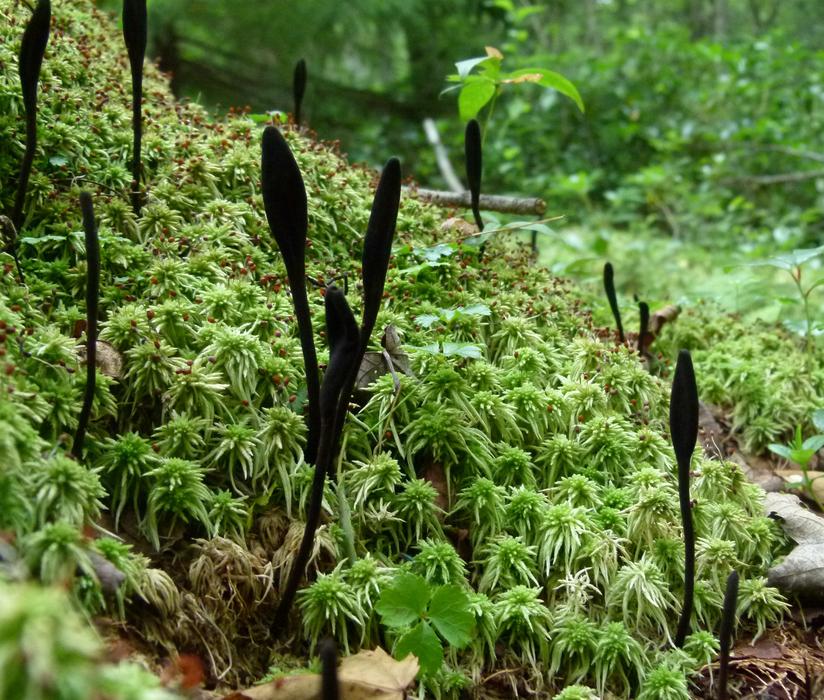 woodland plants