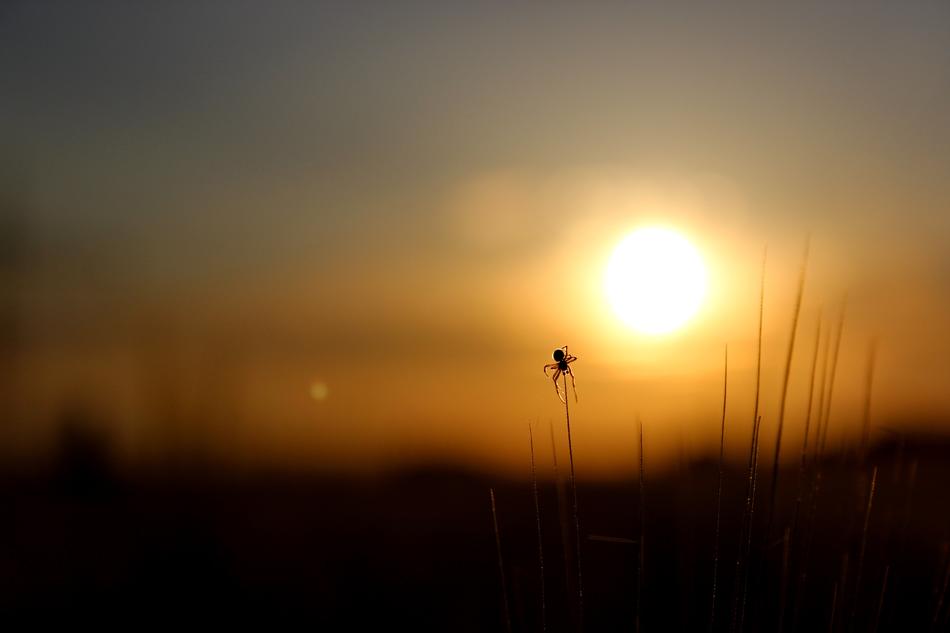 a spider on the grass in the sunlight