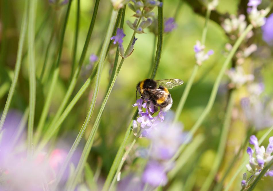 big bumblebee on flowers